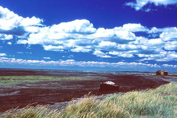 Oil in the marshes near Tierra del Fuego, a year and a half after the Metula oil spill in 1974.